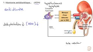 ADH et Aldostérone [upl. by Lohrman]
