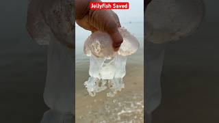 Saving a Venomous Jellyfish A Delicate Rescuequot🪼shorts jellyfish fishing [upl. by Esiom410]