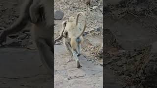 Langoor fight nature wildlife ranthambore langoor [upl. by Einnim76]