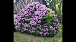 Arbustos de rododendros con flores [upl. by Jessika827]