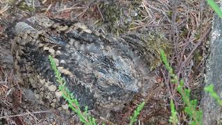 Nightjar chick [upl. by Arreic]