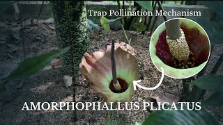 Amorphophallus plicatus  Rare Bloom of Sulawesi’s Exotic Corpse Flower [upl. by Audette]