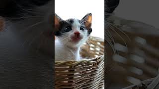 quotchaton mignonquot chat animals viralvideo animaux chats [upl. by Nnahgaem]