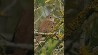 Nightingale Singing birds wildlifefilm wildlife wildlifewatching [upl. by Lenni779]