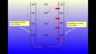 Demystifying the Countercurrent Multiplier [upl. by Enila]