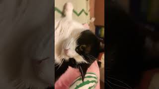 My landlady has gone crazy videos cat love russia [upl. by Aroc994]