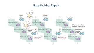 DNA Repair System [upl. by Kceb]