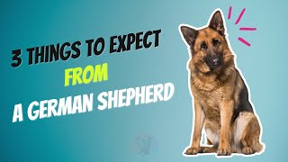 3 Things to Expect from a German Shepherd as a New Owner [upl. by Aranat]