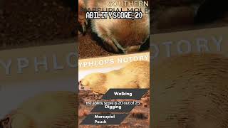 Southern Marsupial Mole Ranking animals wildlife australia facts [upl. by Dorina]