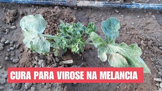 CURA PARA VIROSE NA MELANCIA [upl. by Arihsa]