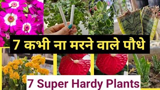 7 पौधे की कटिंग जरूर लगायें  Top 7 Low Maintenance Indoor Plants🪴कम पानीकम खादकम धूप वाले पौधे [upl. by Rurik]