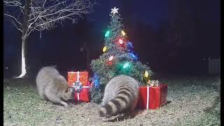 Raccoons Caught Mobbing Christmas Tree Outside Virginia Home [upl. by Edeline]