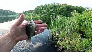 Catching Catfish Bait Quickly [upl. by Rehposirhc]