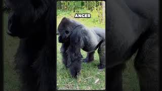 Bokito The Gorilla Who Jumped Over A Moat And A Fence To Attack A Woman shorts [upl. by Nanice]