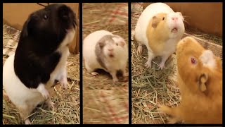 Funny guinea pig noises [upl. by Gewirtz]