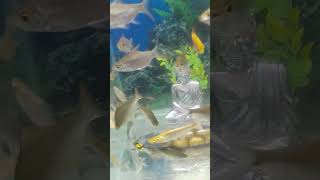 aquarium fish song download in HD video songs free to talk with me [upl. by Aneertak]