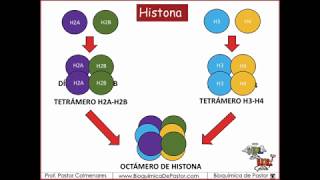 Histonas y Nucleosomas  Ácidos Nucleicos parte V [upl. by Rakso]