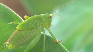 Phaneroptera nana bush cricket [upl. by Anigriv]