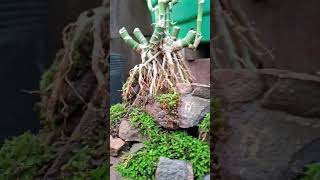 bonsaigarden plants bonsai plantas [upl. by Gnuhn644]