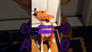 Este perro NO LADRA  Basenji historia animales perros [upl. by Einnek]