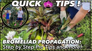 BROMELIAD PROPAGATION MADE EASY StepbyStep Guide for Beginners  Pro Tips [upl. by Nilek]