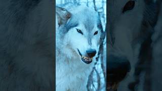 Arya meets Nymeria clips shorts gameofthrones [upl. by Thurnau]