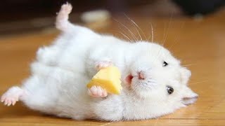 Funniest Hamsters Of All Time  Funny Hamster Videos Compilation 2024 [upl. by Leunamesoj]