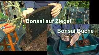 Mega Projekt Bonsai erst die Buchen Teil 2 dann der Bonsai auf dem Ziegel Teil 1 [upl. by Cassella499]