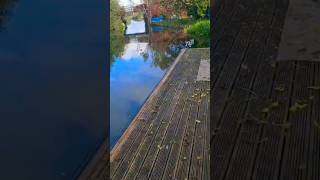 Chichester Beautiful nature 🌿 shorts youtubeshort nature shortsfeed [upl. by Linders739]