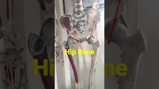 Lower Limb Bones anatomy medical shorts viral [upl. by Ardnazil805]