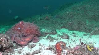 Southeast Farallon Island State Marine Reserve [upl. by Saul]