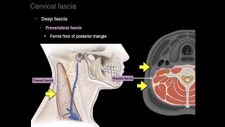 The Posterior Triangle of the Neck  Boundaries amp Content  Head amp Neck Anatomy [upl. by Ikkaj174]