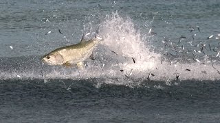 Incredible Footage of the Florida Mullet Migration [upl. by Rednasxela]