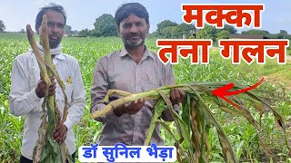 मक्का बैक्टिरियल तना गलन  तने से आ रही बदबू। Bacterial Stalk Rot of Maize drsunilbhaira [upl. by Asirram]