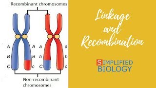 LINKAGE AND RECOMBINATION for NEET AIIMS AIPMT MCAT JIPMER PREMED [upl. by Nehtanhoj551]