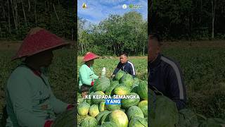 Panen Semangka Hasil Efikasi BIOMAX amp PROPUS sangat memuaskan 🤩🤩🤩👍🏻 shorts petani semangka [upl. by Farrington]