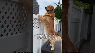 Hey Neighbor … goldenretriever goldenpuppy hello adele [upl. by Ahteral]