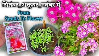 Phlox Star बीज अकतूबर मे लगाएं WITH FLOWER UPDATE  Phlox Flower Plant From Seeds [upl. by Bartolemo991]