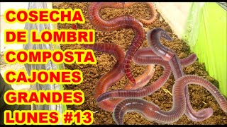 COSECHA LOMBRICOMPOSTA DE CAJONES GRANDES SEGUIMIENTO Y PREGUNTAS ❓❓❓ LUNES DE LOMBRICES 13 [upl. by Keelia488]