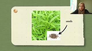 PLANT TAXONOMY AND CHARACTERISTICS WATER SPINACH KANGKUNG [upl. by Valentino]