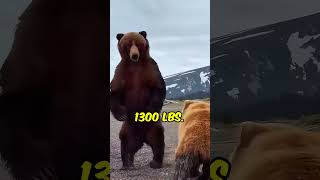 Biggest Brown Bear Youll Ever See allthingsarespirit shorts [upl. by Sillek742]