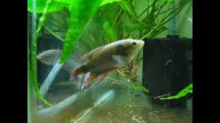 Macropodus Concolor breeding preparationsBlack Paradise fish [upl. by Arramahs231]