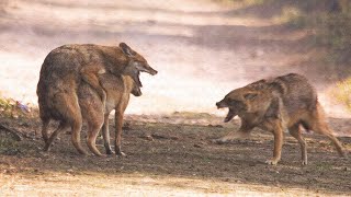 How Do Jackals Find mates in Wild [upl. by Touber]