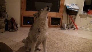 Greta the wolf howling in the house [upl. by Sherj194]