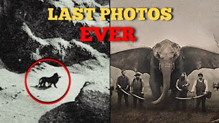 5 Last Photos of Extinct animals [upl. by Can]