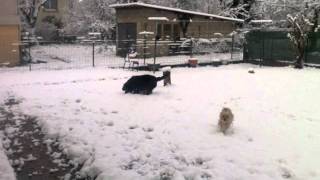 Chiot terre neuve et yorkshire dans la neige [upl. by Anihs]