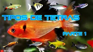 Variedades De Los Peces Tetra [upl. by Eicats524]