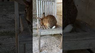 Gretel is remodelling some of the garden furniture [upl. by Kries]