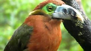 Spotbilled Toucanet female [upl. by Attaynek]