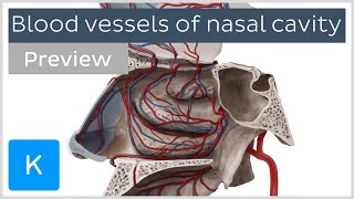 Blood vessels of nasal cavity preview  Human Anatomy  Kenhub [upl. by Adnah]